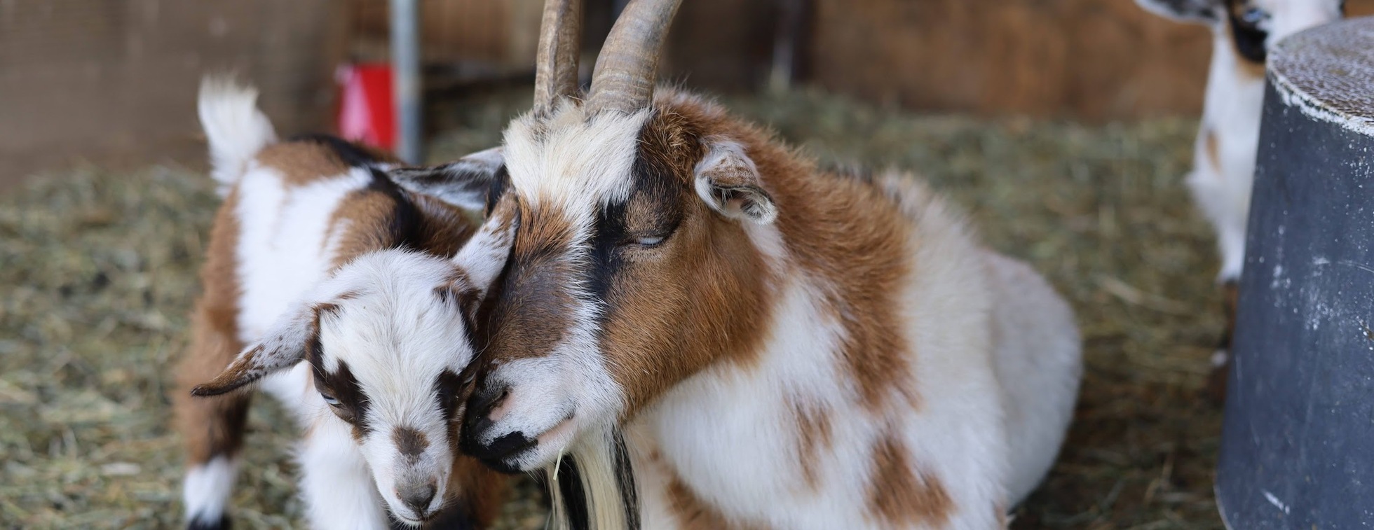 Earth Scouts After School Program